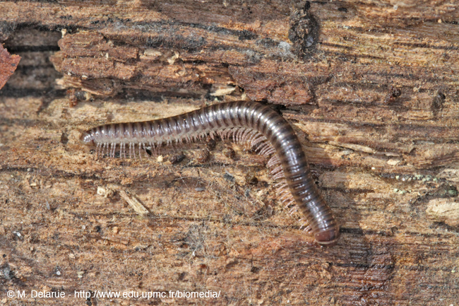 Tachypodoiulus_albipes-03