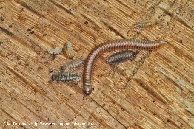 Tachypodoiulus_albipes-10