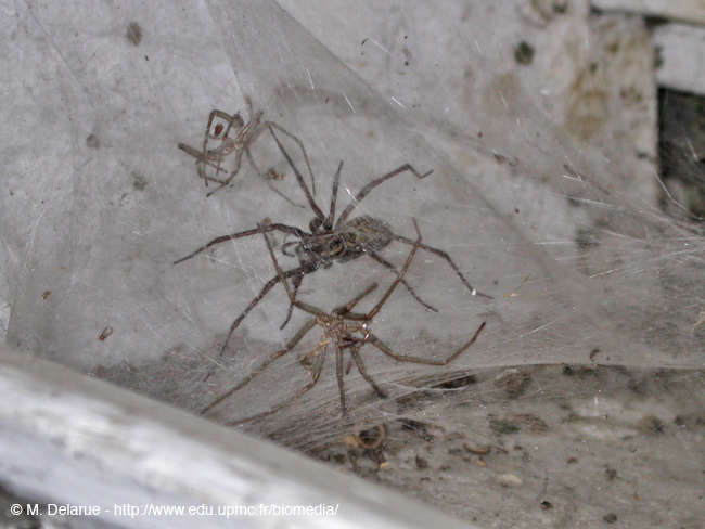 Tegenaria_gigantea-03