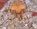 Araneus_diadematus-14
