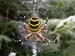 Argiope_bruennichi