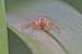Drassodes_lapidosus-02