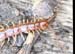 Lithobius_forficatus-01