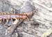 Lithobius_forficatus-02