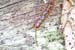 Lithobius_forficatus-03