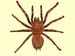 Mygale-01
