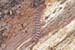 Polydesmus_angustus-02