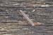 Polydesmus_angustus-04
