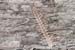 Polydesmus_angustus-05