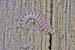 Polydesmus_angustus-08