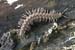 Polydesmus_angustus-11