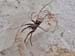 Tegenaria_gigantea-02