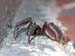 Tegenaria_sp