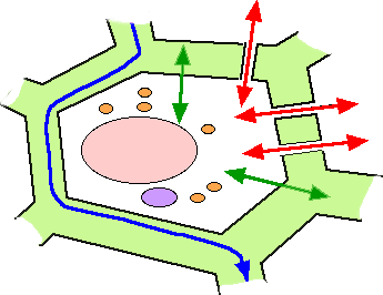 Paroi et échanges cellulaires