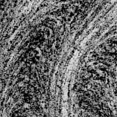 Test cytochimique des polysaccharides (PATAg)
