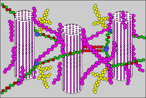 schéma cellulose, hémicelluloses et pectines