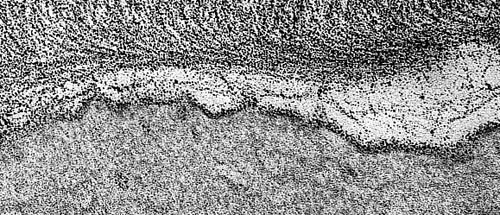 fibrilles de cellulose