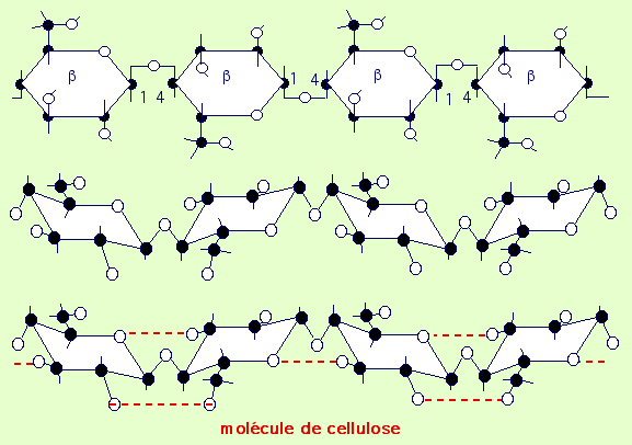 mol&eacute;cule de cellulose