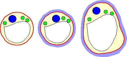schéma protoplaste