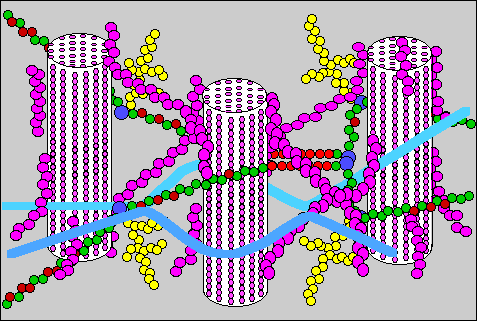 schéma cellulose, hémicelluloses, pectines et HRGP