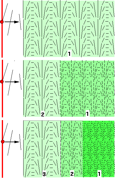 Hypothèse sur la modification de la structure pariétale 