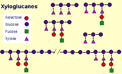 Hémicelluloses et xyloglucanes