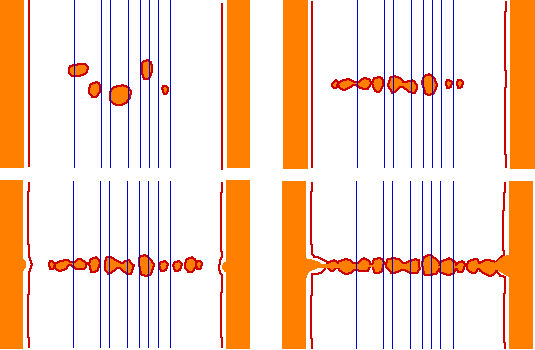 Quatre étapes schématiques de la formation de la nouvelle paroi intercellulaire.
