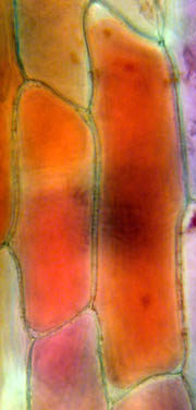 Cellule d'épiderme d'oignon