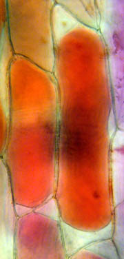 Cellule d'épiderme d'oignon