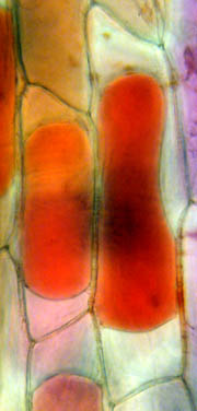 Cellule d'épiderme d'oignon