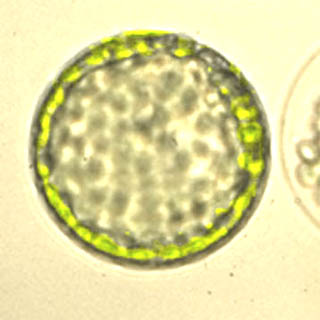 protoplaste isolé de mésophylle de feuille de poireau
