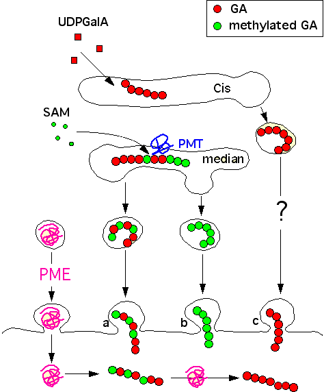 M&eacute;thylation et d&eacute;m&eacute;thylation des pectines