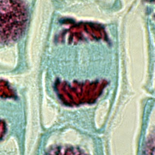 Télophase dans une cellule de racine de jacinthe