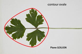 Feuille Ravinal feuilles des Renonculacées
