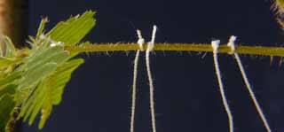 Montage des &eacute;lectrodes