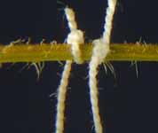 Montage des &eacute;lectrodes