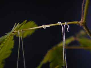 transmission bidirectionnelle du signal