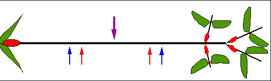 transmission bidirectionnelle du signal