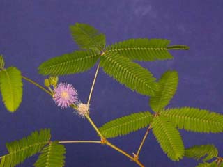 p&eacute;tiole de la feuille de Sensitive