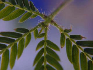 D&eacute;tail de la feuille de Sensitive