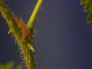 D&eacute;tail de la feuille de Sensitive