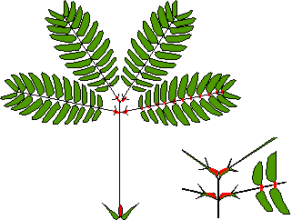 p&eacute;tiole de la feuille de Sensitive,sch&eacute;ma