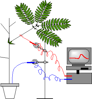 mise en &eacute;vidence d'un potentiel &eacute;lectrique