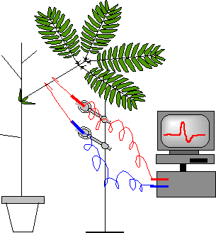 mise en &eacute;vidence d'un potentiel &eacute;lectrique