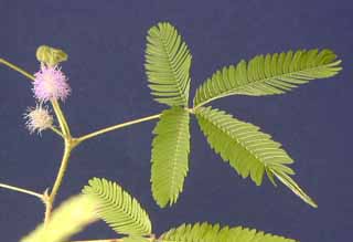 sensitive, s&eacute;ismonoastie