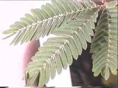 sensitive, s&eacute;ismonoastie