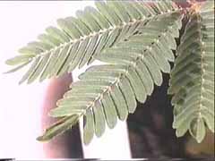 sensitive, s&eacute;ismonoastie