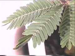 sensitive, s&eacute;ismonoastie